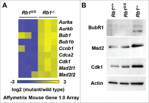 Figure 5. Proper regulation of mitotic pRB-E2F target genes. (A) Expression microarrays were performed with RNA from serum-starved MEFs of the indicated genotypes and wild type controls (n = 3). For each gene listed, corresponding log2 values of each mutant replicate vs. wild type is shown as a heat map. (B) Western blots indicate BubR1, Mad2, and Cdk1 levels detected in whole-cell extracts from proliferating MEFs. The Actin blot serves as a loading control.