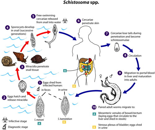 Figure 1. Schistosoma spp. life cycle. Source: CDC. Please note: Use of this material does not imply endorsement by CDC, ATSDR, HHS or the United States Government of this article.