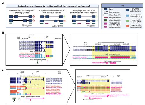 Figure 4. Protein isoforms analysed based on peptides identified via mass-spectrometry (MS). (A) Scenarios of differing protein isoform detection precision when evidenced by peptides identified from MS. Only genes with multiple protein isoforms in the database are included, and 1,904 genes that express only one isoform were excluded. (B) A protein isoform confirmed with a uniquely mapping peptide LNE, for SRSF5, a splice factor that regulates transcripts of VEGF-A. (C) Two protein isoforms of TPM2 are confirmed with uniquely mapping peptides TID, AIS, and YKA. In B and C PacBio-derived protein isoform label follows this format: <Gene>|<PB accession>|<SQANTI Protein class>|<CPM>.