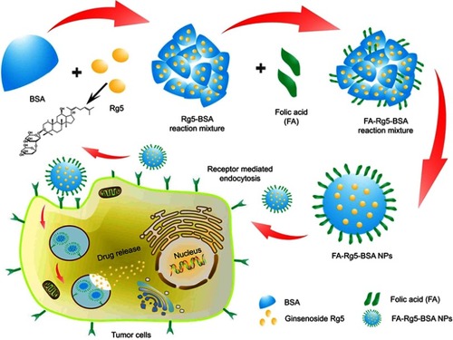 Figure 1 Schematic illustration of preparation of FA-Rg5-BSA NPs.Abbreviations: BSA, bovine serum albumin; Rg5, ginsenoside Rg5; FA, folic acid; NPs, nanoparticles.