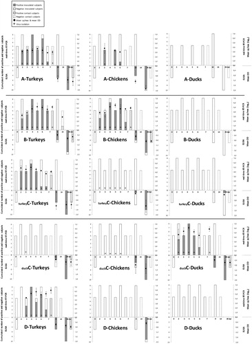 Figure 2. Results of the five bird trials undertaken in this study. Each row of three graphics shows how turkeys, chickens and ducks responded to a particular subgroup of AMPV, from top to bottom: AMPV-A, B, turkey C, duck C and D. The X-axis in each histogram shows the days post inoculation. The Y-axis to the left of each histogram should be used to read the cumulative number of positive and negative subjects by real-time qRT-PCR in the bars above the X-axis, and by ELISA in the bars below the X-axis. The Y-axis to the right of each histogram should be used to read the detail of RNA detection (dots above the X-axis), expressed as mean RNA copies/reaction, and of antibody detection (dots below the X-axis) expressed as mean ELISA optical density (OD). + Symbols identify positive virus isolation.