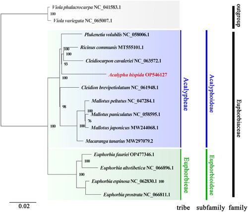 Figure 3. Phylogenetic analysis based on the complete chloroplast genomes. The bootstrap values are shown at the nodes, and the species and GenBank accession numbers are shown at the end of each branch. The phylogenetic tree of A. hispida inferred with the maximum-likelihood (ML) method based on the concatenated complete chloroplast genome sequence, with Viola phalacrocarpa and Viola variegate as outgroups. GenBank accession numbers of the following sequences were used: Cleidiocarpon cavaleriei, NC_063572.1 (Xin et al. Citation2019); Cleidion brevipetiolatum, NC_061948.1; Euphorbia altotibetica, NC_066896.1; Euphorbia espinosa, NC_062830.1; Euphorbia fauriei, OP477346.1; Euphorbia prostrata, NC_066811; Macaranga tanarius, MW297079.2 (Tang et al. Citation2021); Mallotus japonicus, MW244068.1 (Ke et al. Citation2020); Mallotus paniculatus, NC_058595.1 (Ke et al. Citation2020); Mallotus peltatus, NC_047284.1; Plukenetia volubilis, NC_058006.1 (Hu et al. Citation2018); Ricinus communis, MT555101.1 (Hu et al. Citation2018); Viola phalacrocarpa, NC_041583.1 (Cai et al. Citation2020); and Viola variegata, NC_065007.1.