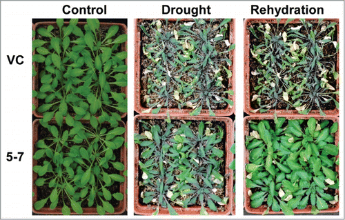 Figure 2. The phenotype of TaNF-YA10–1 overexpression line under drought stress conditions. VC: the empty vector control; 5–7: TaNF-YA10–1 overexpression line. For the drought stress treatment, watering was withheld from 3-week-old plants for 3 weeks before the photograph was taken. For the rehydration treatment, the photograph was taken 3 d after rewatering.