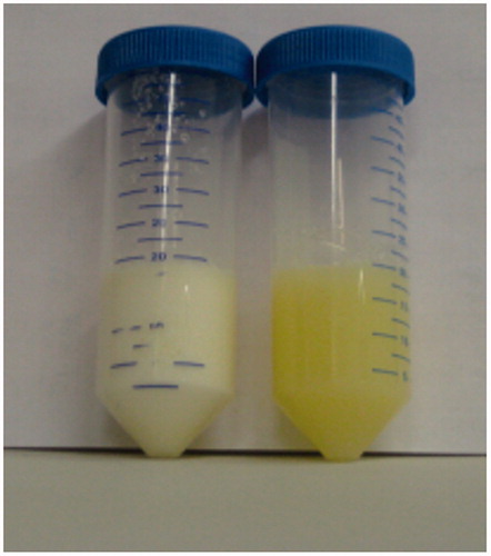 Figure 2. A pair of test tubes containing chicken serum albumin solutions, heated beyond the denaturation temperature (left) and a raw mixture (right).