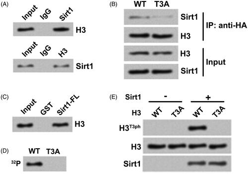 Figure 2. Sirt1 directly interacts with H3 and phosphorylates H3T3 in osteosarcoma cells. (A) The association between Sirt1 and H3 in MG-63 cells was tested by co-immunoprecipitation assay. (B) HA-tagged H3WT or H3T3A plasmid was transfected into H3−/− HOS cells. Co-immunoprecipitation assay was utilized to test Sirt1 binding. (C) GST pull-down assay was carried out to further test the relationship between Sirt1 and H3 using GST-tagged Sirt1. (D) Whether Sirt1 could phosphorylate H2B was detected using an in vitro kinase activity assay. (E) The samples from in vitro kinase activity assay were evaluated by Western blotting to measure the H3T3ph, H3 and Sirt1 levels. N = 3.