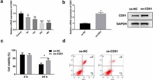 Figure 5. CD81 alleviated the LPS-induced injury of lung epithelial cells.