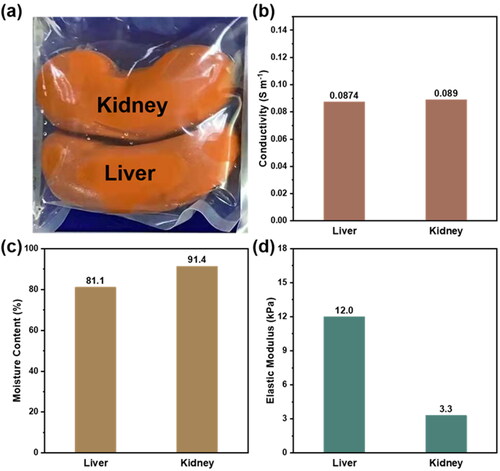 Figure 6. a) Optical photograph, b) electrical conductivity, c) moisture content, d) elastic modulus of the bionic liver and kidney, respectively.