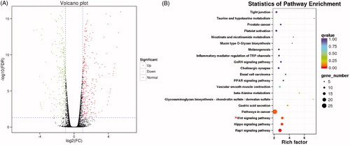 Figure 2. (A) Volcano plot of differentially expressed genes (DEGs), where each dot represents a gene. Upregulated and downregulated DEGs are shown as red and green dots respectively, while the black dots represent those genes whose expressions are not significantly different between HepG2 and HepG2/5-FU cells. The x-axis indicates the difference of the identified gene level, while the y-axis shows the significance of the gene level. Fold change (FC) is a ratio of the expression of two samples and false discovery rate (FDR) is the adjusted p values using the Benjamini and Hochberg approach. DEGs were identified by an FC greater than twofold and an FDR less than 0.01. (B) Kyoto Encyclopedia of Genes and Genomes (KEGG) pathway enrichment of differentially expressed genes (DEGs). The y-axis shows the top 20 enriched KEGG pathways and the x-axis shows the enrichment factors of these pathways. The q value represents the p values after correcting for multiple comparisons and indicates the significance of DEG enrichment. The colour and size of these dots represent the q value and the number of DEGs related to the corresponding pathway, respectively.