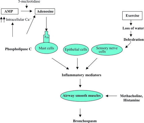 Figure 1.  Mechanisms of indirect and direct airway challenge.