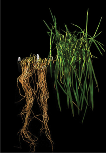 Figure 2. The Submergence tolerance 1A gene (Sub1A) confers flood tolerance. On the left is a rice variety that was grown for 2 weeks, submerged for 2 weeks and allowed to recover for 2 weeks. On the right is the same rice variety with the addition of the Sub1A gene introduced through genetic engineering. Photo credit: Ronald laboratory.