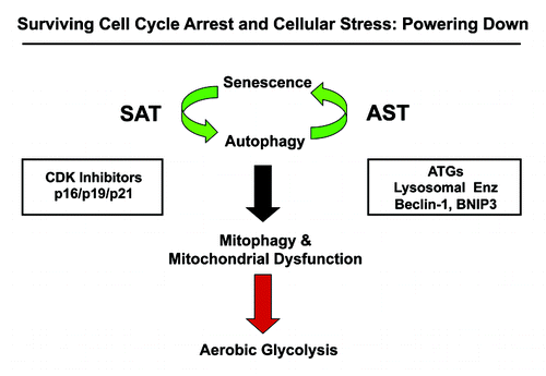 Figure 16. Understanding cell cycle arrest, senescence and autophagy: The sensescence-autophagy transition (SAT). Previously, we showed that recombinant expression of autophagy-associated genes (BNIP3, cathepsin B or ATG16L1) is sufficient to induce senescence, driving the autophagy-senescence transition (AST). Here, we show that recombinant expression of CDK inhibitors (p16/p19/p21) is sufficient to induce autophagy, driving the senescence-autophagy transition (SAT). Both SAT and AST result in mitochondrial dysfunction and a metabolic shift toward glycolysis, “powering down” cells during cell cycle arrest. Thus, cell cycle arrest, autophagy and senescence are all part of the same metabolic program that occurs in response to cellular stress.