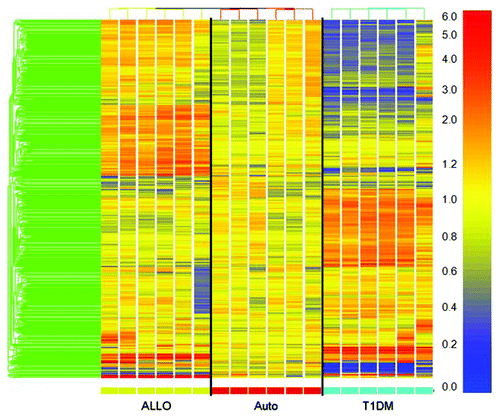 Figure 2. Complement activation initiated by auto-antibodies in type 1 diabetic serum induce a specific profile of gene expression. Islets exposed to complement in diabetic serum or control sera (allogenic or autologous) were compared using Illumina micro-array analysis. The resulting data was analyzed using the GeneSpring Software. Supervised clustering revealed 679 differentially expressed genes in diabetic serum when compared with autologous serum. Data from one representative experiment out of five independent experiments is shown.