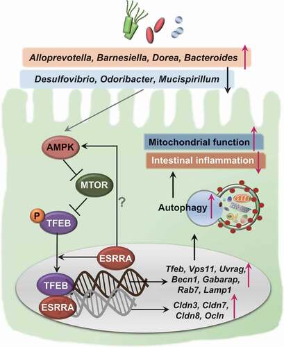 Figure 8. A proposed model of ESRRA-mediated intestinal homeostasis through TFEB-induced autophagy activation. In intestinal epithelial cells, ESRRA is essential for the activation of AMP-activated protein kinase, which is known to inhibit MTOR kinase, thereby upregulating the nuclear translocation of TFEB. In addition, ESRRA is required for the gene expression of tight junction composition, Tfeb, and its downstream target genes involved in autophagy activation. The increased autophagy contributes to the maintenance of mitochondrial function and control the intestinal inflammation during DSS challenge. Furthermore, ESRRA is crucial for the shaping of beneficial gut microbiota, which confers the intestinal homeostasis through activation of autophagic flux