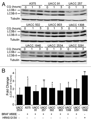 Figure 7. Melanoma cell lines have active basal autophagy. (A) Nine patient-derived melanoma cell lines were treated with 50 μM CQ for 0, 1, or 3 h. Cell lysates were probed by immunoblotting for endogenous LC3B (LC3B-I: cytosolic; LC3B-II: membrane-bound). (B) The levels of LC3B-II and tubulin α were measured using quantitative infrared imaging system (Odyssey) and immunoblotting. The fold change was determined by the change in LC3B-II normalized to tubulin α (LC3-II/tubulin α) from 0 to 3 h (y axis). Error bars indicate standard deviation. Student 2-tailed t test: *P < 0.05; **P < 0.01 compared with UACC2534 cells. Mutational status of BRAF and HRAS is indicated as mutant by (+) and wild type by (−).