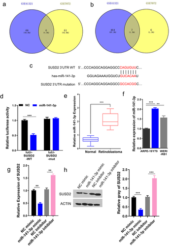 Figure 4. miR-141-3p specifically targets SUSD2. The overlapping DEMs in retinoblastoma versus normal tissues (GSE7072) or serum (GSE41321). Venn maps to identify (a) the up-regulated overlapping DEMs. (b) The down-regulated overlapping DEMs with LogFC≥2, P < 0.05, in GSE7072 and GSE41321 datasets. (c) Illustration of potential miR-141-3p binding sites in SUSD2 3ʹUTR predicted by TargetScan database and the mutation sites used for specific binding assay. (d) Dual-luciferase reporter gene activity in Y79 cells transfected with wild type (WT) or mutated (Mut) reporter of SUSD2 3ʹUTR in the presence of miR-141-3p mimics (miR-141-3p) or negative control (NC). (e) miR-141-3p expression in retinoblastoma tissues was significantly higher compared with paracancerous normal tissues (n = 25). (f) miR-141-3p expression in retinoblastoma (Y79 and WERI-RB1) cells was significantly higher vs. normal human retinal pigment epithelial cells (ARPE-19) detected by qRT-PCR. SUSD2 expression detected by qRT-PCR (g) and Western blotting (h) in Y79 cells after miR-141-3p overexpression with miR-141-3p mimics or miR-141-3p science with miR-141-3p inhibitor. **P < 0.01 and,***P < 0.001.