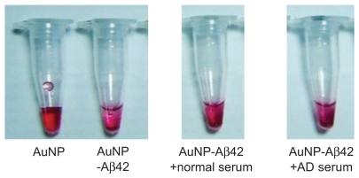 Figure 3 AuNP–Aβ42 precipitates in an Aβ42 concentration-dependent manner. Various concentrations of biotin–Aβ42 (0, 0.5, 1, 5, 10, 50, 100, and 300 μmol/L) were added to streptavidin-AuNP to determine the optimal concentration of Aβ42 conjugation. Visible precipitates developed at 50 μmol/L biotin–Aβ42 A), accompanied by a decrease in optical density B), and increase in ThT binding C), indicating that 10–50 μmol/L is the optimal concentration of Aβ42 to saturate AuNP surfaces and induce AuNP–Aβ42 aggregation. Above 50 μmol/L, free Aβ42 reverses the optical density despite the increased ThT value.Abbreviations: Aβ42, amyloid β42; AuNP, gold nanoparticle; ThT, thioflavin T.