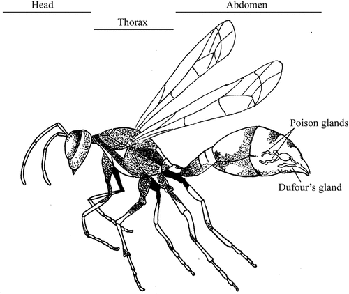 Figure 1. Lateral view of a Polistes versicolor forager showing the position of head, thorax, abdomen, poison glands and the Dufour’s gland. The location and scale of the glands are approximate only. Wasp illustration based on Parent (2000) and the location of glands based on scheme from Jeanne (1996). Illustration by Julia Eloff.