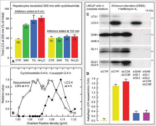 Figure 1. Experimental evidence for LC3-independent autophagy of cytosolic bulk cargo during starvation. (A) Turnover of LC3 in rat hepatocytes incubated for 200 min at 37°C with cycloheximide (100 μM) alone (CTR) or with 3-methyladenine (3MA, 10 mM), thapsigargin (TG, 5 μM) or NH4Cl (20 mM) added at 0 min (causing inhibition of degradative autophagic-lysosomal LC3 flux) or at 100 min (with no effect, indicating the absence of autophagic-lysosomal LC3 flux). Total LC3 remaining at 200 min is expressed as percent of the 0-min value (mean ±SE of the number of experiments given in parentheses). (B) Density gradient distribution of sedimentable hepatocytic organelles carrying autophagically sequestered LDH (open circles) or organelle-associated LC3-II (filled circles). The cells were harvested after 4 h of cycloheximide treatment, leupeptin (0.3 mM) having been added at 2 h to allow LDH accumulation during the period 2–4 h. (C) Effect of 52-h siRNA-mediated knockdown of the Atg8 homologs LC3A, LC3B, GABARAP (GAB), GABARAPL1 (GL1) and GABARAPL2 (GL2) on expression of the corresponding immunoblotted protein in LNCaP prostate cancer cells (siCTR, nontargeting siRNA; I, nonlipidated; II, lipidated form). The cells were incubated for 4 h in a complete medium or under amino acid- and serum-starved conditions (EBSS) in the presence of bafilomycin A1 (200 nM) as indicated. (D) Effects of the knockdowns on macroautophagic cargo (LDH) sequestration, expressed as percent of cellular LDH sequestered per h (mean ±SE of 3 experiments). Figures adapted from ref. Citation6.