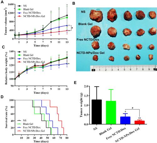 Figure 4 In vivo anti-tumor efficacy of the drug-loaded hydrogel in H22 tumor-bearing mice.