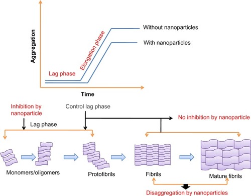 Figure 5 Effect of nanoparticles on nucleation kinetics.Note: The addition of nanoparticles causes an increase in the lag phase and a decrease in the elongation phase.