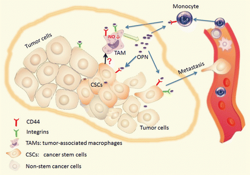 Figure 1. Osteopontin links CD44+ cancer stem cells with their microenvironment. CD44+ cancer stem cells stimulate the secretion of osteopontin (OPN) by tumor-associated macrophages (TAMs). Upon binding to integrins and CD44 expressed on the surface of several cell types, this results in decreased nitric oxide production by macrophages, in the activation of JNK-transduced signaling pathway in cancer cells as well as in the recruitment of monocytes and lymphocytes to the local microenvironment, overall favoring tumor progression.