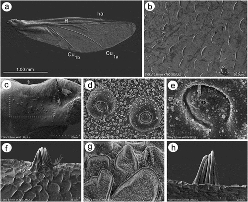 Figure 18. SEM of hind wings of alate viviparous female of S. yushanensis: (a) general view of the hind wing, (b) membrane and scale-like elements structure, (c) numerous small campaniform sensilla near the wing articulation (dotted rectangle), (d) ultrastructure of campaniform sensilla, (e) ultrastructure of the central part of campaniform sensilla with well-visible pore, (f) ventral side of claval area with five hamuli, (g) scale-like elements in the claval area, (h) dorsal side of claval area and hamuli.