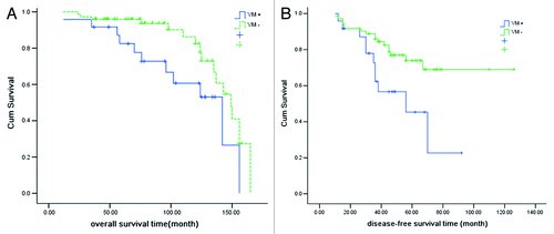 Figure 3. Overall survival (OS) and disease-free survival (DFS) based on occurrence of vascular mimicry in prostate cancer tissues from patients (n = 96). (A) Overall survival in VM-positive and VM-negative subgroups (p = 0.026). (B) Disease-free survival in VM-positive and VM-negative subgroups (p = 0.013).