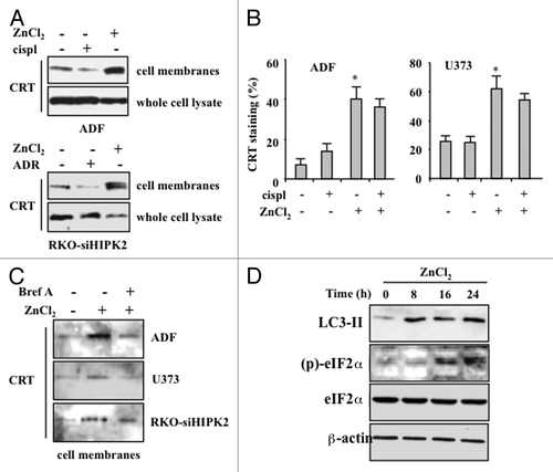 Figure 4. ZnCl2 induces calreticulin exposure on the membrane of chemoresistant cancer cells. (A) Human glioblastoma ADF cells and colorectal carcinoma RKO-HIPK2i cells were treated with 100 μM ZnCl2, 4 μg/mL cisplatin (cispl) or 2 μM adriamycin (ADR), as indicated, for 16 h. Thereafter, total and membrane proteins were extracted from equal amounts of RKO cells and immunoblotted with a calreticulin (CRT)-specific antibody. (B) CRT exposure by living human glioblastoma U373 cells exposed to 100 μM ZnCl2 and 4 μg/mL cisp, alone or in combination, was verified by flow cytometry. Data, which are representative of two independent experiments, are reported as means ± SD (C) ADF, U373 and RKO-HIPK2i cells were treated with 100 μM ZnCl2 alone or in the presence of 10 μM brefeldin A (Bref A), for 16 h. Membrane proteins extracted from equal amounts of cells were assayed by immunoblotting with an anti-CRT antibody. (D) ADF cells were treated with 100 μM ZnCl2 for the indicated time (h), followed by the extraction of total proteins from equal amounts of cells and immunoblotting with antibodies specific for the indicated proteins. β actin levels were monitored as a loading control.