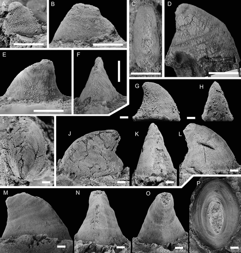 Figure 20. Conical Helcionelloid gen. and sp. indet., with specimens arranged in an ontogenetic series. A, right lateral view (PMU 37518/2). B, C, left lateral and dorsal views (PMU 38107). D, right lateral view (PMU 38108). E, F, left lateral and anterior views (PMU 38109). G, H, right lateral and anterior views (PMU 38110). I–L, dorsal, left, anterior and right lateral and views (PMU 38112). M–P, right lateral, anterior, posterior and dorsal views (PMU 38113). From the Ellipsostrenua spinosa Zone at Gislövshammar, Scania, southern Sweden. Scale bars in A–H = 1 mm, scale bars in I–P = 5 mm.