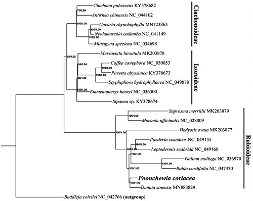 Figure 1. Phylogenetic relationships inference of the 20 (including F. coriacea) whole cp genome sequences in Rubiaceae based on ML and BI methods. Bootstrap values (left)/Bayesian posterior probability (right) were marked on the branches.