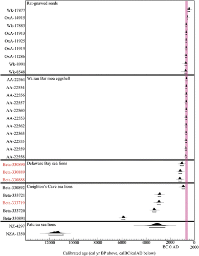 Figure 3  Probability distribution for calibrated ages of Phocarctos hookeri remains from Delaware Bay and Creighton's Cave, and previously published ages of P. hookeri from two nearby caves (Turimawiwi Cave and Wet Neck Cave, Worthy Citation1992). Dates were calibrated using the Marine09 calibration curve (Reimer et al. Citation2009) and a local (Ligar Bay) ΔR of −35±46 (Petchey et al. Citation2008) and plotted in OxCal v4.2 (Bronk Ramsey Citation2009) with 95.4% confidence intervals underlined. Two proxies for human presence are also plotted: moa eggshell from burial sites at New Zealand's earliest archaeological site at Wairau Bar (Higham et al. Citation1999) and rat-gnawed seeds (Wilmshurst & Higham Citation2004; Wilmshurst et al. Citation2008). Dates on moa eggshell and rat-gnawed seeds were calibrated using the Southern Hemisphere calibration curve (McCormac et al. Citation2004). The period between Polynesian settlement (c. AD 1280) and c. AD 1450, during which New Zealand's mega-avifauna were hunted to extinction (purple bar; Tennyson & Martinson Citation2007; Rawlence & Cooper Citation2013) is also shown.