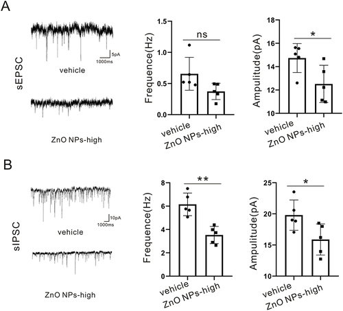 Figure 6 ZnO NPs affect neuronal excitability. (A). Statistical plots of sEPSCs frequency and amplitude in the vehicle group and ZnO NPs group, N= (5 cells, 3 mice). (B). Statistical plots of sIPSCs frequency and amplitude in the vehicle group and ZnO NPs group, N= (5 cells, 3 mice). ns means p > 0.05, *p < 0.05, **p < 0.01.