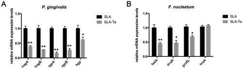 Figure 6 The expression of genes related to bacterial attachment and biofilm formation was determined by RT-PCR. Gene expression of P. gingivalis (A) and F. nucleatum (B) after incubation with both samples for 24hrs. *P<0.5, significantly different from the control SLA group. **P<0.01, significantly different from the control SLA group.