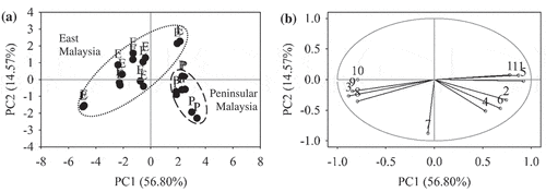 Figure 5. PCA plots of EBN classification based on geographical origin. (a) Score plot of Peninsular Malaysia (P) and East Malaysia (E). (b) Loading plot of 11 compositional variables, (1) color L*; (2) hue; (3) ash; (4) fat; (5) TPC; (6) mercury; (7) arsenic; (8) calcium; (9) magnesium; (10) nitrite; (11) sialic acid. The gray circle indicates unit circle.
