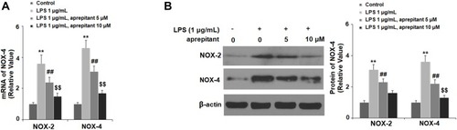 Figure 3 Aprepitant prevented LPS-induced expression of NOX-2 and NOX-4 in RAW264.7 macrophages. Cells were treated with 1 μg/mL LPS in the presence or absence of aprepitant (5, 10 μM) for 24 h. (A) mRNA of NOX-2 and NOX-4; (B) protein of NOX-2 and NOX-4 as measured by Western blot analysis (**, ##, $$, P<0.01 vs the control group, the 1 μg/mL LPS group, the 1 μg/mL LPS+5 μM aprepitant group, respectively).