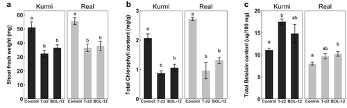 Figure 2. Long-term treatment of C. quinoa seedlings with T-22 and BOL-12 in growth boxes. Effect of T-22 and BOL-12 in C. quinoa seedlings at 14 dpi on (A) shoot growth (n = 17) (B) chlorophyll content (n = 3) and (C) betalain content (n = 3). Data shows means ± SE per treatment. Statistically significant differences (p < 0.05) are denoted with different letters.
