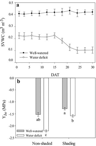 Figure 1. Substrate volumetric water content (SVWC) during 0–30 DAT (a) and leaf water potential (Ψlw) at 24 DAT (b) of ‘Sweet Ann’ strawberry plants grown under non-shaded and shading conditions. DAT: days after treatment. Values are the means of four replicates, with error bars representing the standard error. Means denoted by the same letter do not significantly differ at p ≤ .01 according to the Tukey’s test.