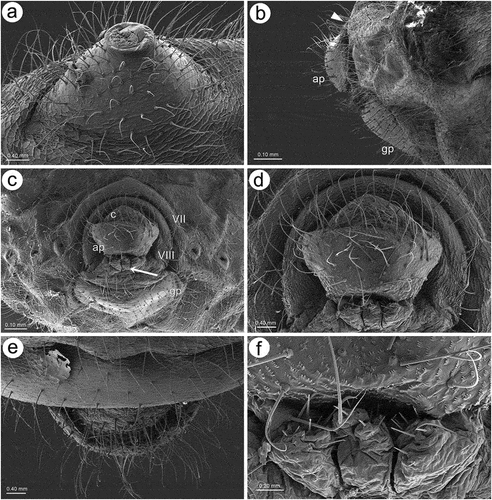 Figure 2. SEM of apterous viviparous female of S. yushanensis general morphology: (a) siphunculus densely covered by setae, (b) lateral side of the end of abdomen showing perianal structures with well-visible anal plate (ap), genital plate (gp) and poorly visible cauda (arrowhead), (c) back side of the end of abdomen with visible perianal structures and spiracles, VII-abdominal tergite VII, VIII-abdominal tergite VIII, c-cauda, ap-anal plate, arrow-rudimentary gonaphyses, gp-genital plate, (d) chaetotaxy of cauda and anal plate, (e) cauda and anal plate from the dorsal view, (f) ultrastructure of rudimentary gonapophyses.
