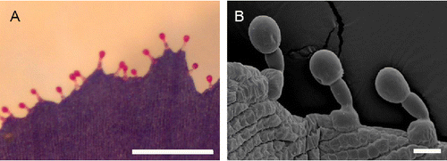 Figure 3. (A) Stereoscopic (scale bar: 0.5 mm) micrograph and (B) scanning electron micrograph (scale bar: 20 μm) showing the outer margin of petals of Lysimachia arvensis with the predominant three-celled capitate trichomes consisting of a nearly spherical head, a stalk cell and a basal cell.