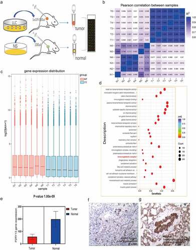 Figure 5. Analysis of RNA-seq results based on C57BL/6 tumor-bearing model and P2RY13 verification. (a) Hematic diagram of the RNA-seq process in this study. (b) Pearson correlation analysis based on gene expression in tumor-bearing model and control group. As shown in the figure, the correlation between tumor models and normal tissues was relatively lower, and the differences between groups based on gene expression were more obvious. (c) The histogram of gene expression distribution in tumor-bearing model group and control group, the gene expression gene of tumor group is lower than that of normal group. (d) Enrichment analysis (KEGG) bubble chart based on DEGs between the two groups. As shown in the figure, DEGs were significantly enriched in pathways related to the immune process. (e) Differential expression of P2RY13 gene in C57BL/6 lung cancer tissues and normal tissues, the expression of P2RY13 in tumor tissues was significantly reduced (P < 0.001). (f-g) Expression of P2RY13 protein in human LUAD and normal alveolar tissue (X200, SP). LUAD: Lung adenocarcinoma; KEGG: Kyoto Encyclopedia of Genes and Genomes; DEGs: differentially expressed genes