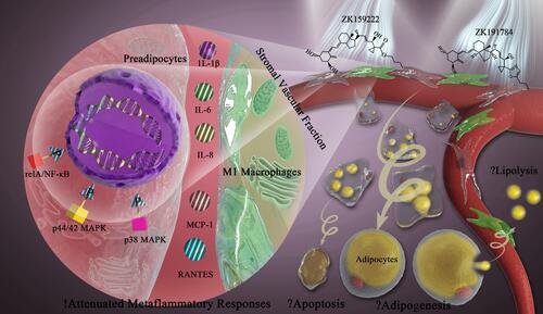 Figure 4 ZK159222 and ZK191784 show anti-inflammatory properties in macrophage-induced preadipocytes via modulating the NF-κB and MAPK signaling, but their effects on adipose tissue homeostasis remain to be explored. White adipose tissue is composed of mature adipocytes and a stromal vascular fraction containing preadipocytes and macrophages. During metaflammation, excessive infiltration of M1 macrophages induces preadipocytes to secrete and express major pro-inflammatory cytokines including IL-1β, IL-6, IL-8, MCP-1 and RANTES, thereby contributing to disruption of adipose tissue homeostasis. Intriguingly, the synthetic 1α,25(OH)2D3 analogs ZK159222 and ZK191784 act on preadipocytes and macrophages to attenuate the metaflammatory responses in preadipocytes, and the anti-inflammatory actions are exerted by de-phosphorylating inflammatory and metabolic signaling including relA/NF-κB, p44/42 and p38 MAPK. Moreover, macrophage–preadipocyte interactions influence adipogenesis, apoptosis and lipolysis to maintain adipose tissue homeostasis. Hence, in future studies, it would be interesting to investigate the effects of these analogs on the fundamental metabolic processes in adipose tissue.