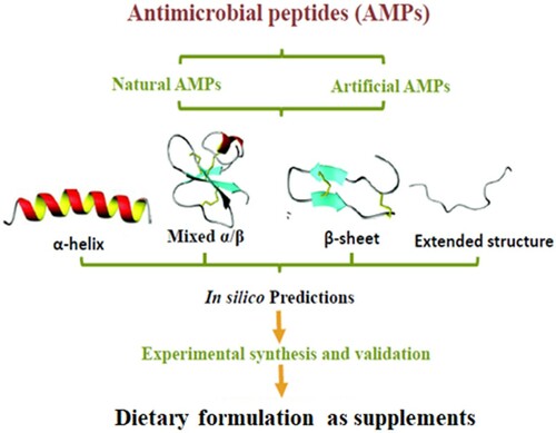 Figure 1. Overview of AMPs dietary supplement formulation.