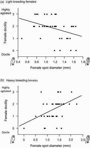 Figure 2. Relationship between docility when handled and diameter of black feather spots in light and heavy breeding females. Light and heavy females were defined by median female body mass (389 g).