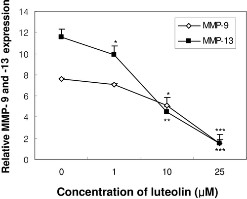 Figure 3.  Concentration-dependent effect of luteolin on the expression of MMP-9 and -13 in primary cultures of osteoblasts. Cells were treated with luteolin at concentrations from 1.0 to 25 μM for 1 h before IL-1β exposure. After further 24-h incubation, MMP-9 and -13 mRNA expressions were measured. *p < 0.05; **p < 0.01; ***p < 0.001 compared with IL-1β-treated control.
