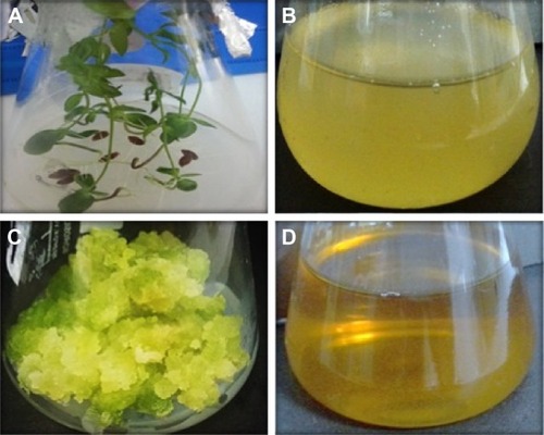 Figure 1 In vitro-derived cultures and extracts of Linum usitatissimum.Notes: (A) Whole plantlets obtained from seeds germinated on MS0. (B) Aqueous whole plantlets extract. (C) Callus induced from stem explant in response to 2.0 mg L−1 of TDZ. (D) Aqueous TDZ-induced callus extract.Abbreviations: MS0, Murashige and Skoog basal medium; TDZ, thidiazuron.