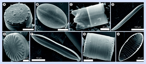 Figure 1.  Scanning electron micrographs of different diatom species. (A) Thalassiosira pseudonana, (B)Cocconeis sp., (C)Lampriscus sp., (D)Gyrosigma balticum, (E)Cyclotella cryptica, (F)Nitzschia sp., (G)Thalassiosira weissflogii and (H)Achnanthes sp.