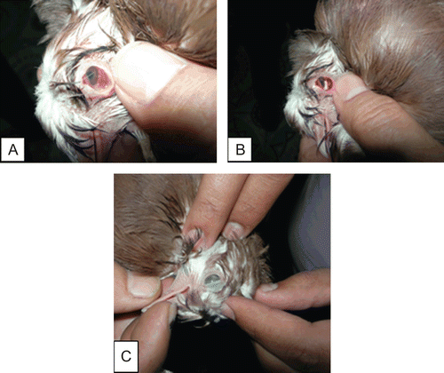 Figure 5.  (a) Infected eye of Bokhara Trumpeter Pigeon, (b) Application of chitosan minitablet into the infected eye, and (c) Complete recovery of the infection after 48 h.