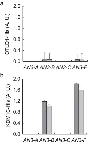 Figure 6. Effect of loss-of function of KDM1C or OTLD1 on OTLD1 or KDM1C association with AN3 chromatin. (a) Association of His-tagged OTLD1 with the AN3 chromatin in KDM1C loss-of-function plants. OTLD1 OE-3/kdm1c-1 plants, dark gray bars; OTLD1 OE-4/kdm1c-1 plants, light gray bars. (b) Association of His-tagged KDM1C with the AN3 chromatin in OTLD1 loss-of-function plants. KDM1C OE-2/otld1-1 plants, dark gray bars; KDM1C OE-3/otld1-1 plants, light gray bars. Locations of the indicated regions within the promoter area of AN3 used for qChIP analyses are detailed in Table S1. A. U., arbitrary units. Error bars represent s. e. m. of three independent biological replicates, N = 3; p-values <0.05 for statistical significance of differences between the wild-type and OTLD1 OE-3/kdm1c-1, OTLD1 OE-4/kdm1c-1, KDM1C OE-2/otld1-1 or KDM1C OE-3/otld1-1 lines.