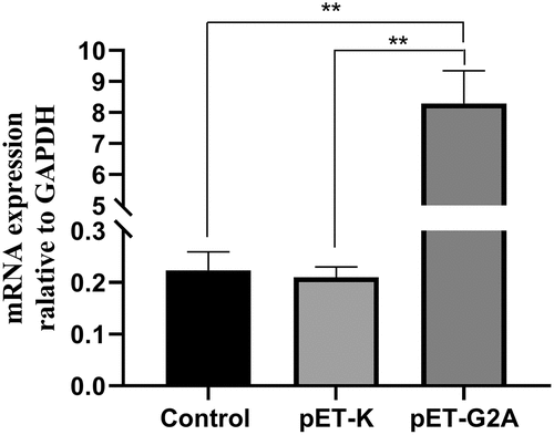 Figure 4. G2A mRNA expression in HEK293 cells following transfection with pET-G2A and pET-K (empty vector), with untreated cells serving as controls. n = 3. **P < 0.01