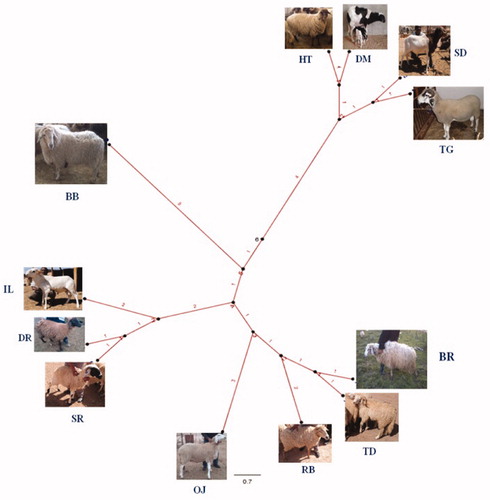 Figure 2. Dendrogram based on Nei’s minimum genetic distances among 12 breeds (bootstrap resampling methodology (1000 replicates)). BB: Barbarine; OJ: Ouled Djellal; IL: Ifilene; SR: Srandi; DR: Daraa; RB: Rembi; BR: Berbere; TD: Taadmit; HR: Hamra; SD: Sidaou; TG: Tazegzawt; DM: D’men.